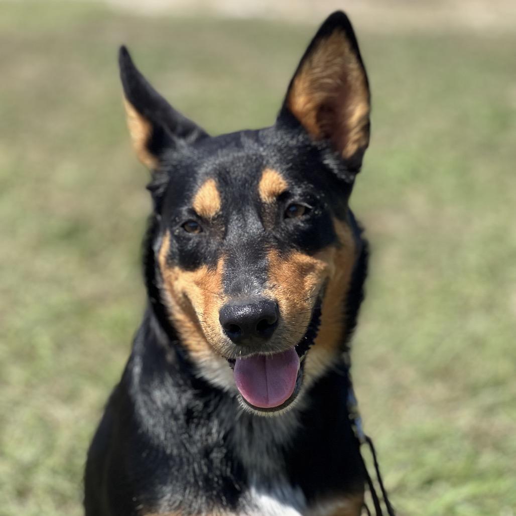 Enlarge Polo, a Adoptable mixed breed in Aledo, TX image 5/6