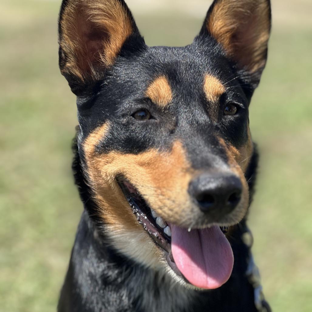Enlarge Polo, a Adoptable mixed breed in Aledo, TX image 6/6