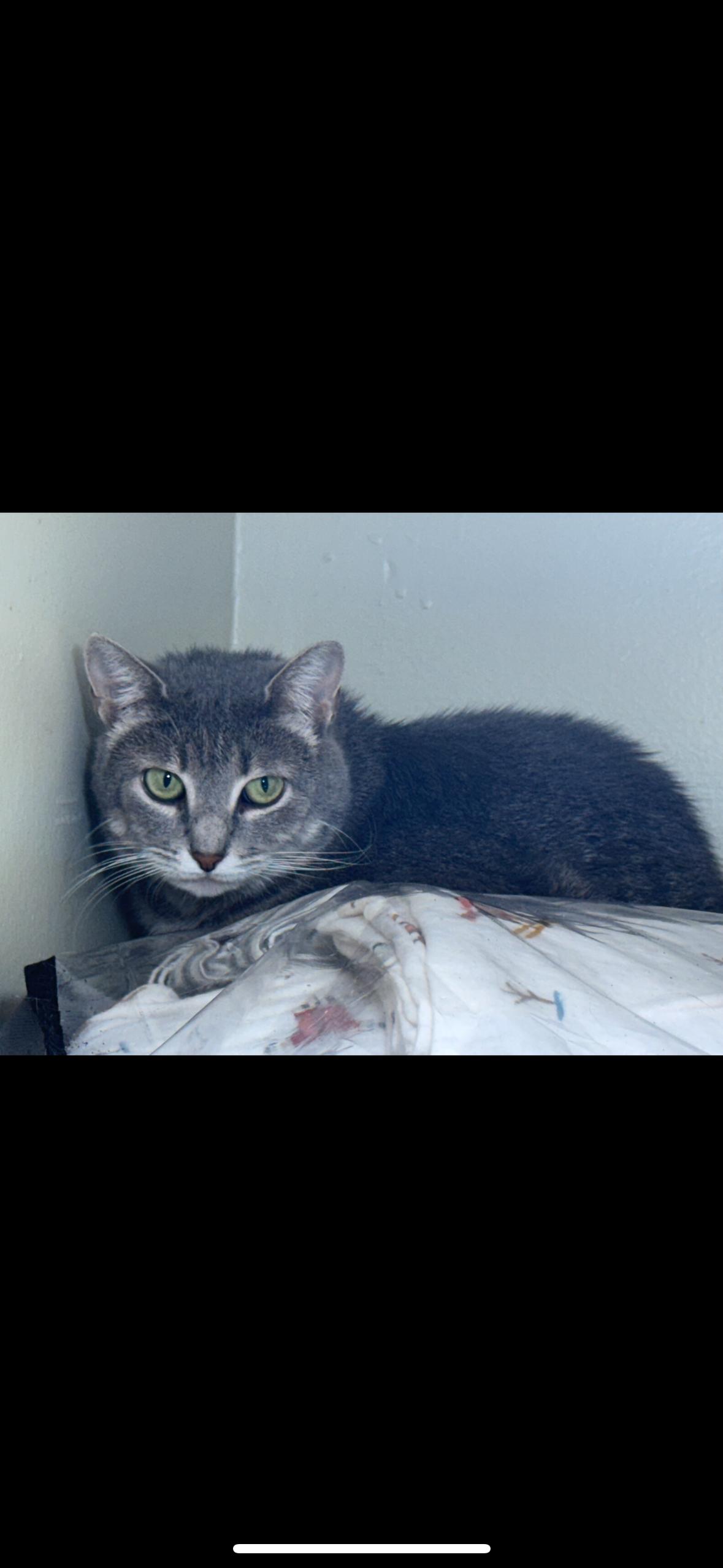 Enlarge Miss Business and Delaware, a Adoptable Domestic Short Hair in Verona, PA image 1/2