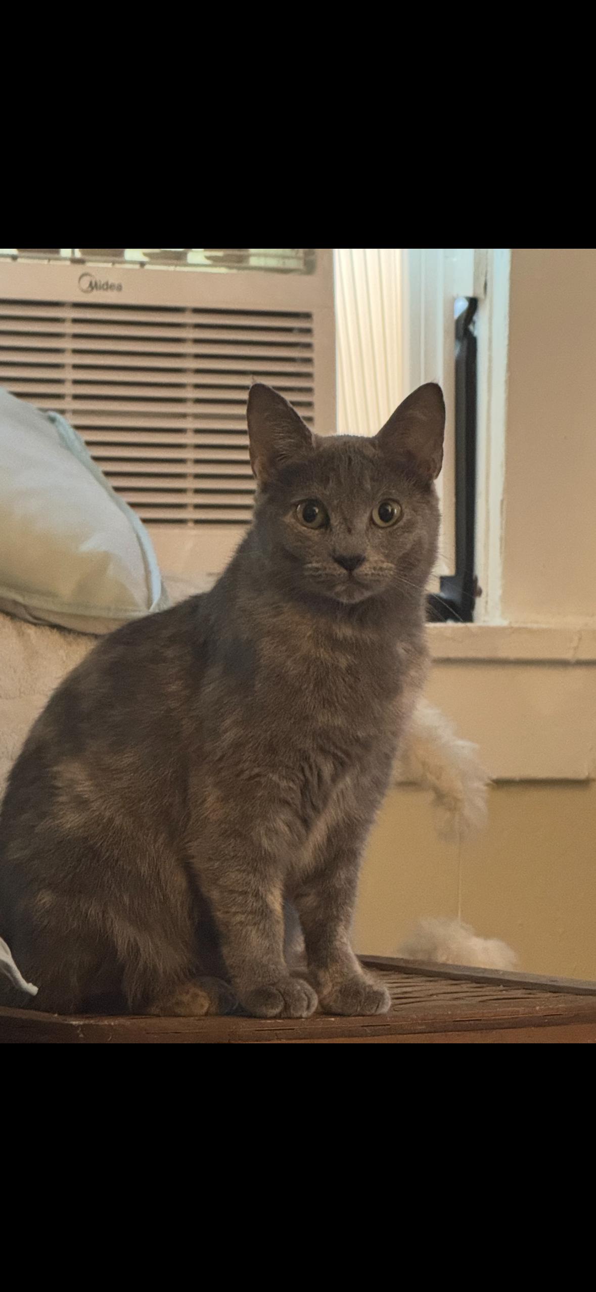 Enlarge Miss Business and Delaware, a Adoptable Domestic Short Hair in Verona, PA image 2/2