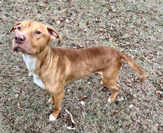 Asher, Adoptable, Adult Male Pit Bull Terrier.