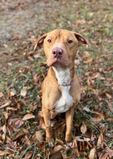 Enlarge Asher, a Adoptable mixed breed in Mocksville, NC image 2/4