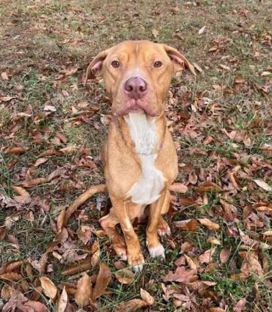 Enlarge Asher, a Adoptable mixed breed in Mocksville, NC image 3/4