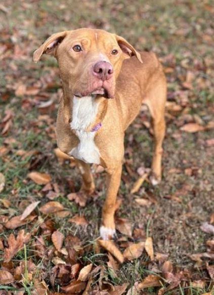 Enlarge Asher, a Adoptable mixed breed in Mocksville, NC image 4/4