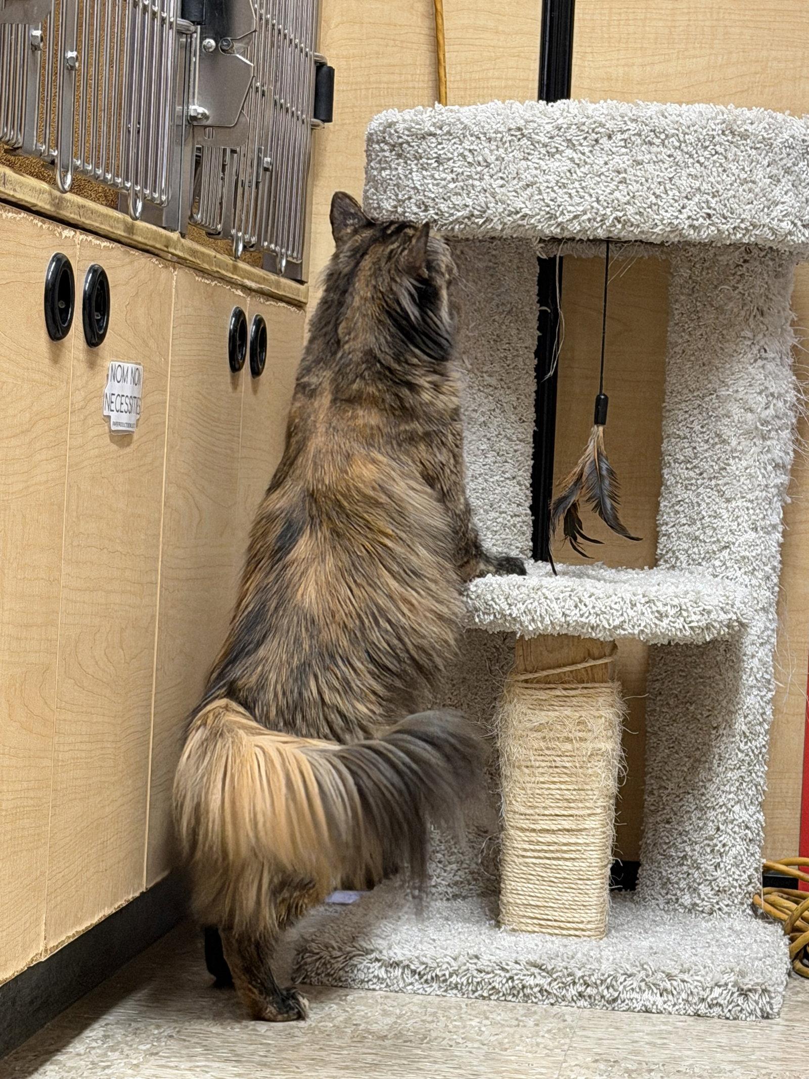 Mandy, Adoptable, Adult Female Domestic Long Hair.