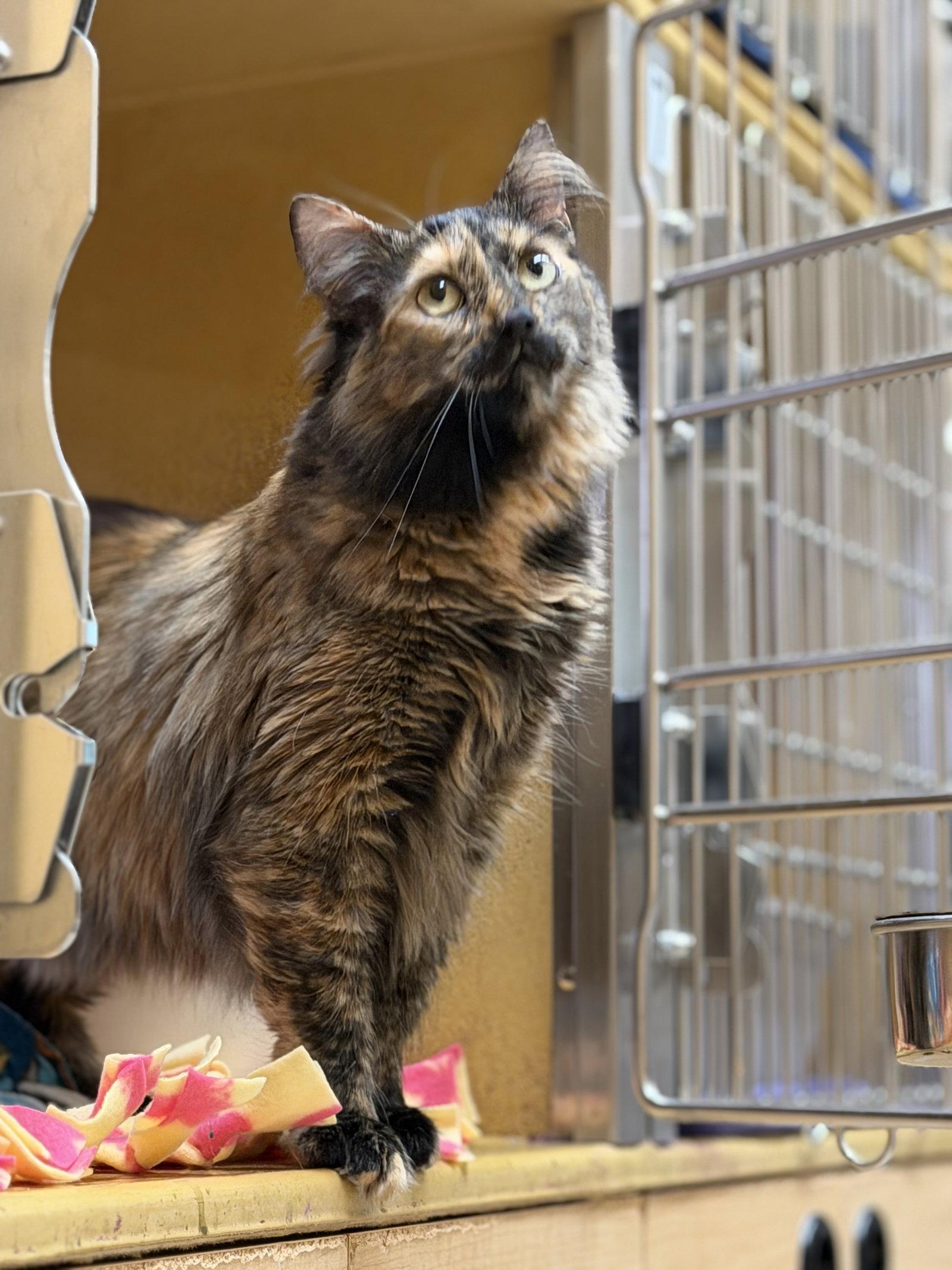 Mandy, a Adoptable Domestic Long Hair in Wheaton, IL image 2/3
