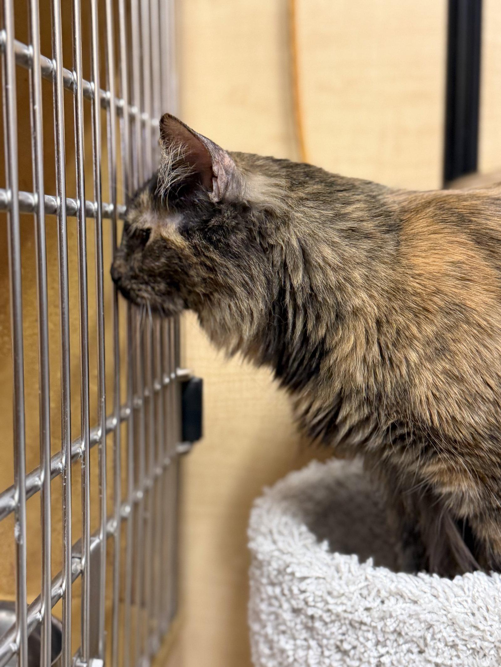 Mandy, a Adoptable Domestic Long Hair in Wheaton, IL image 3/3