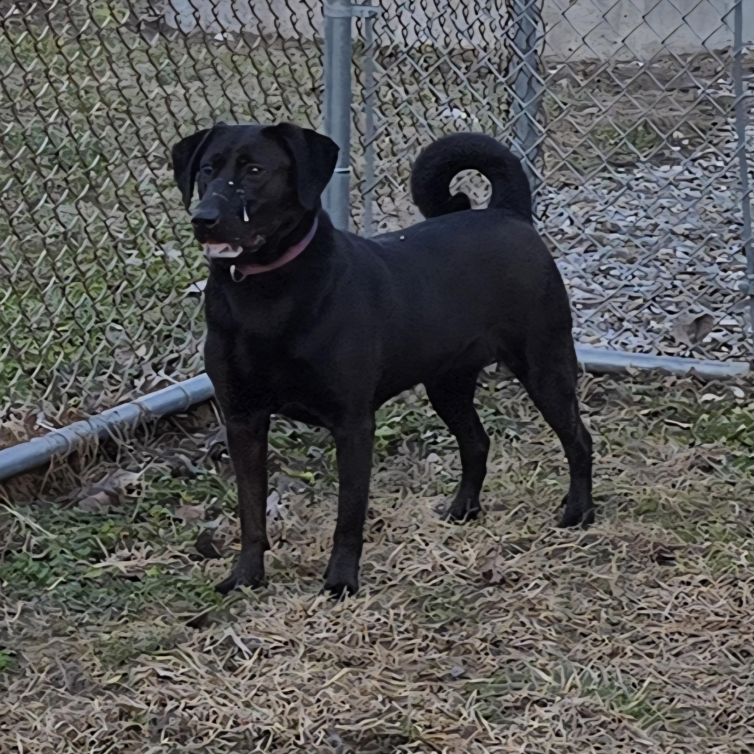 Enlarge Josie, a ADOPTABLE mixed breed in Keokuk, IA image 3/3