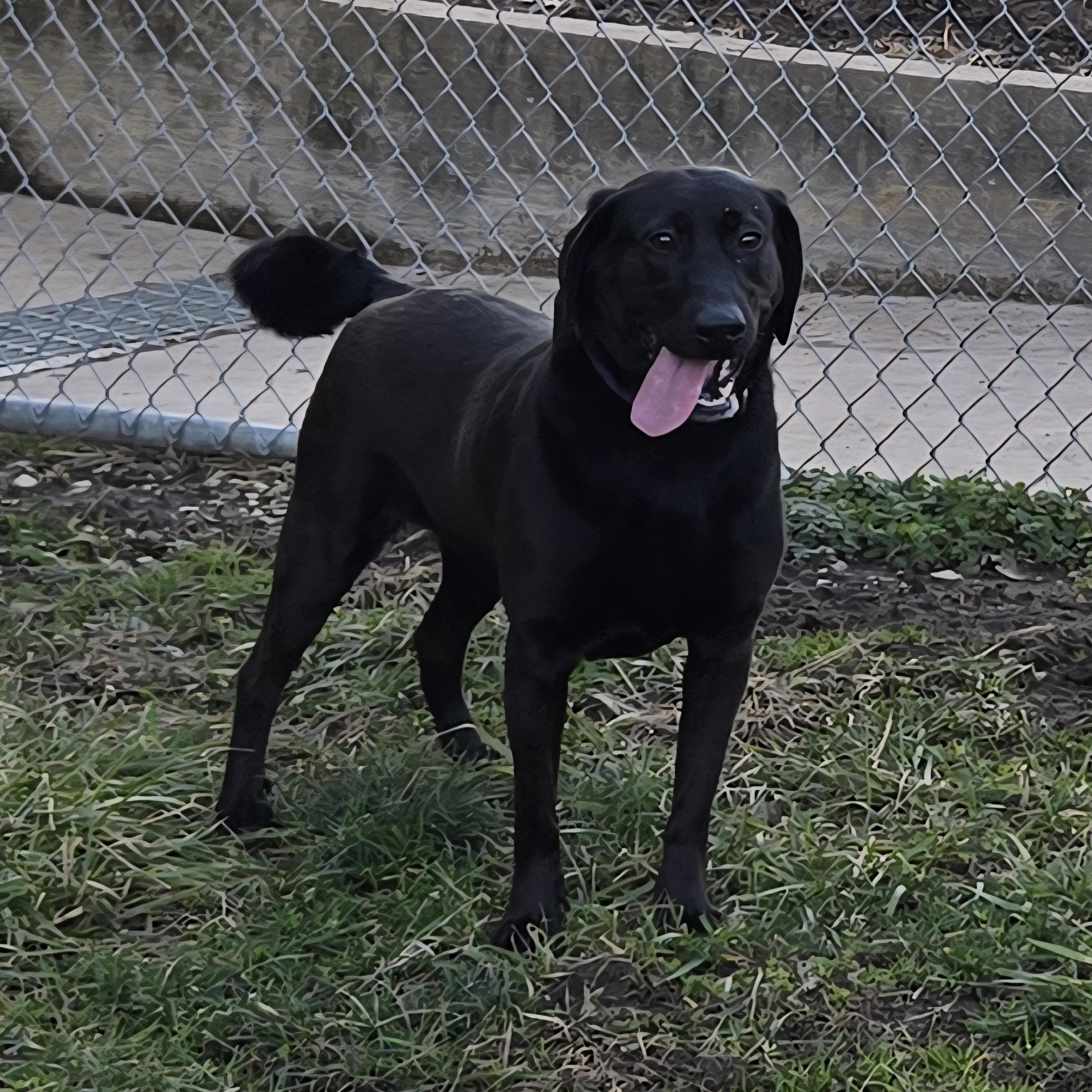 Josie, ADOPTABLE, Adult Female Black Labrador Retriever.
