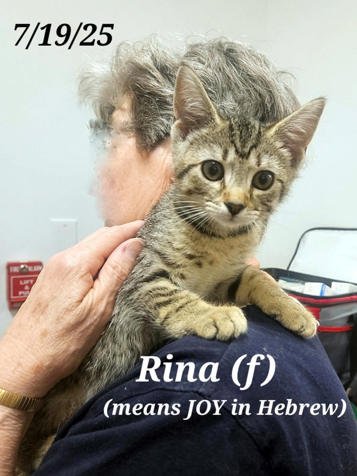 Enlarge Atarah   and    Rina, a Adoptable mixed breed in Staunton, VA image 1/6