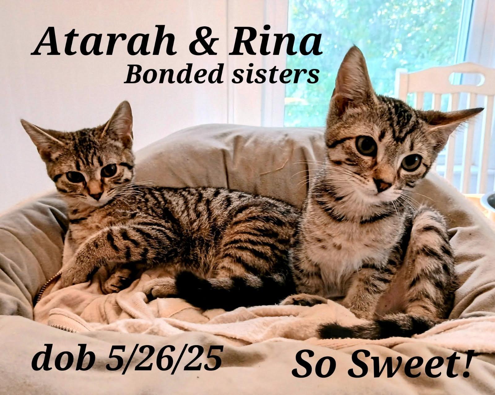 Enlarge Atarah   and    Rina, a Adoptable mixed breed in Staunton, VA image 2/6