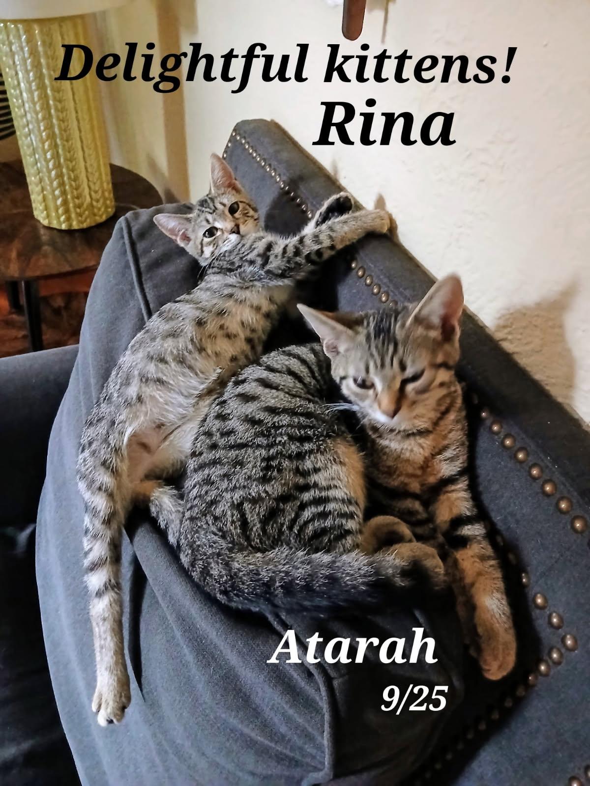 Atarah and Rina, Adoptable, Young Female Tabby.