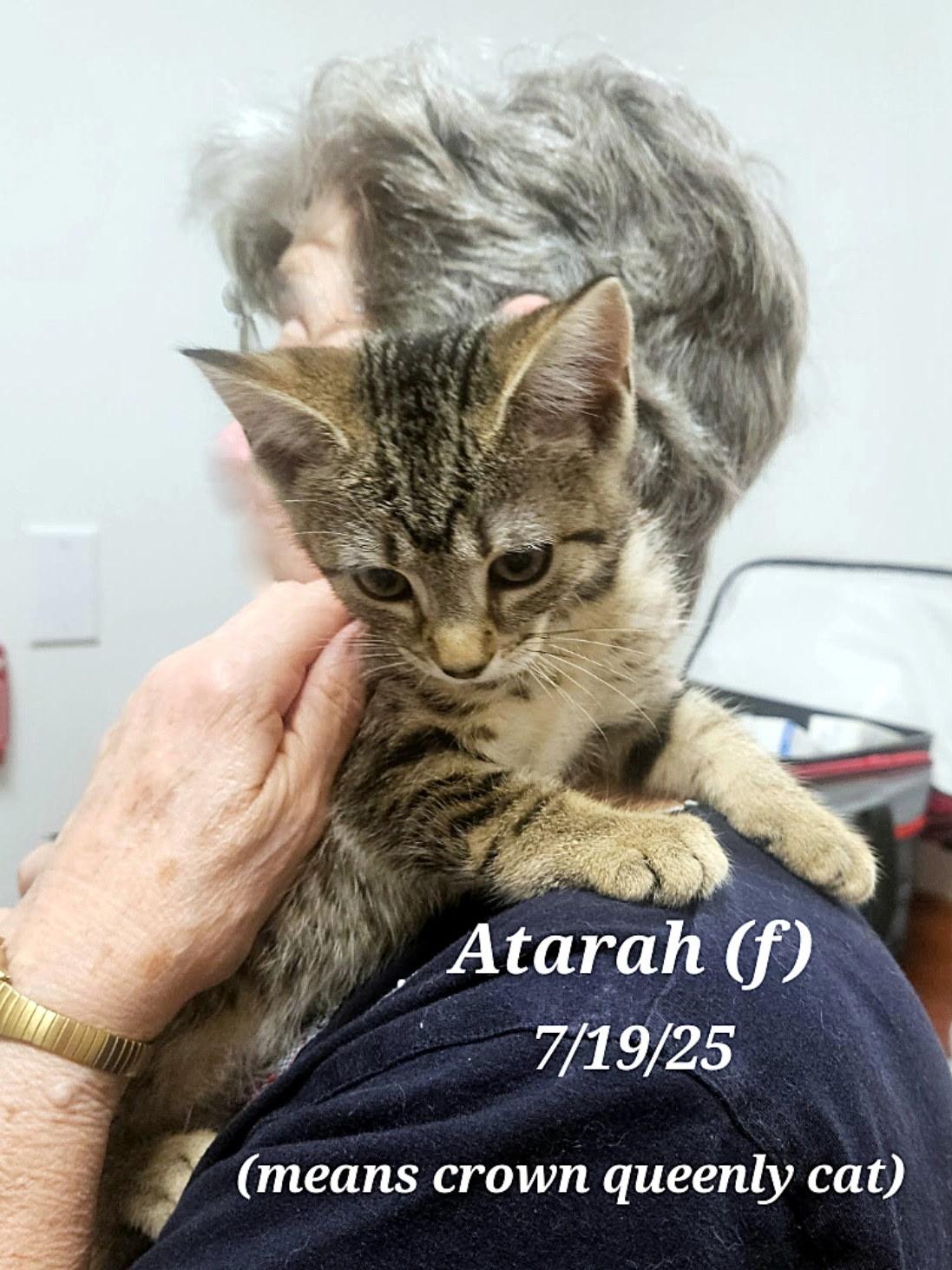 Enlarge Atarah   and    Rina, a Adoptable mixed breed in Staunton, VA image 4/6
