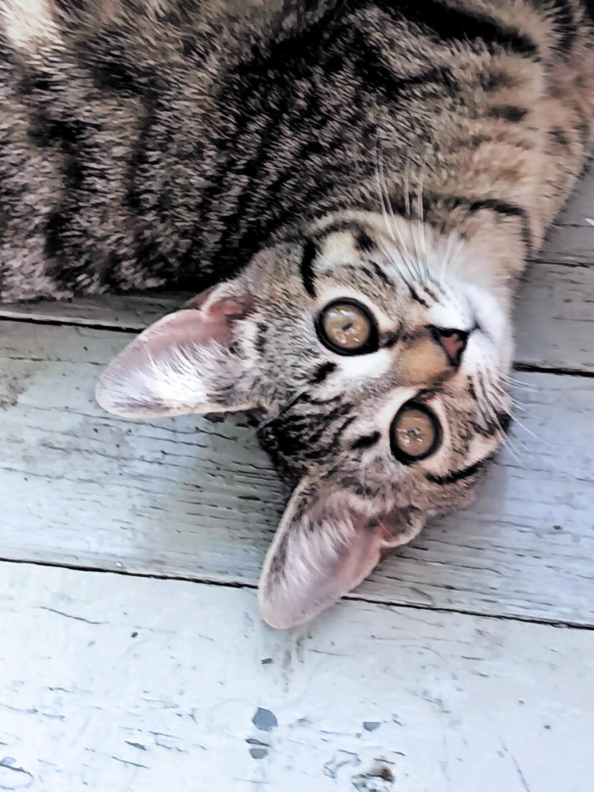 Atarah   and    Rina