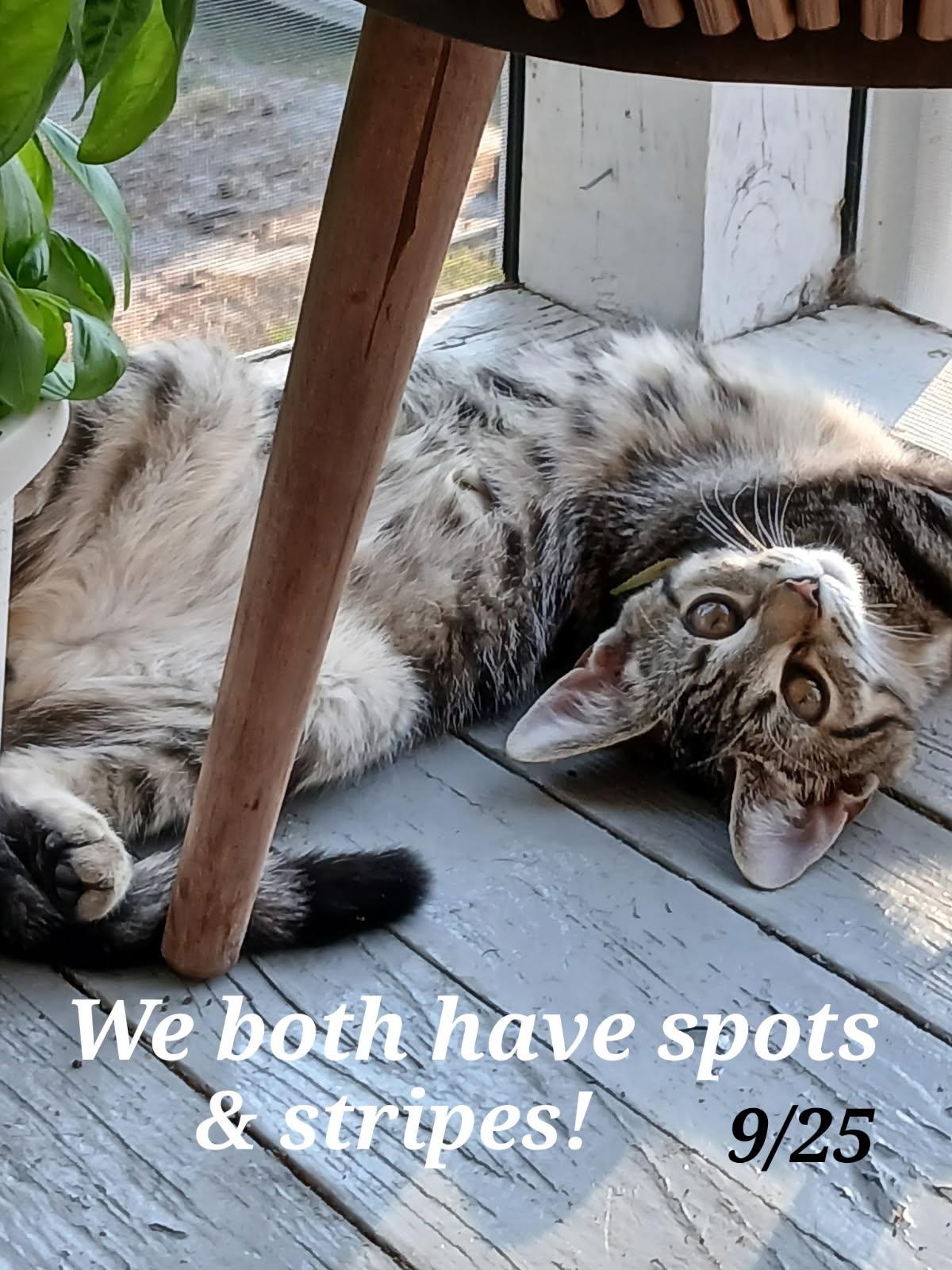 Enlarge Atarah   and    Rina, a Adoptable mixed breed in Staunton, VA image 6/6