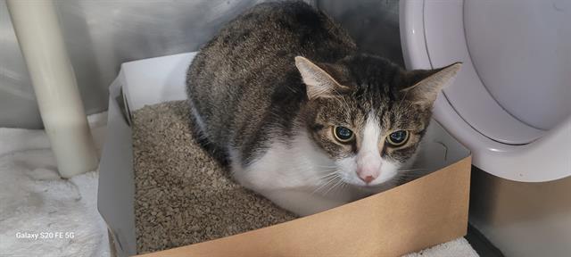 ANNA, Adoptable, Adult Female Domestic Short Hair.