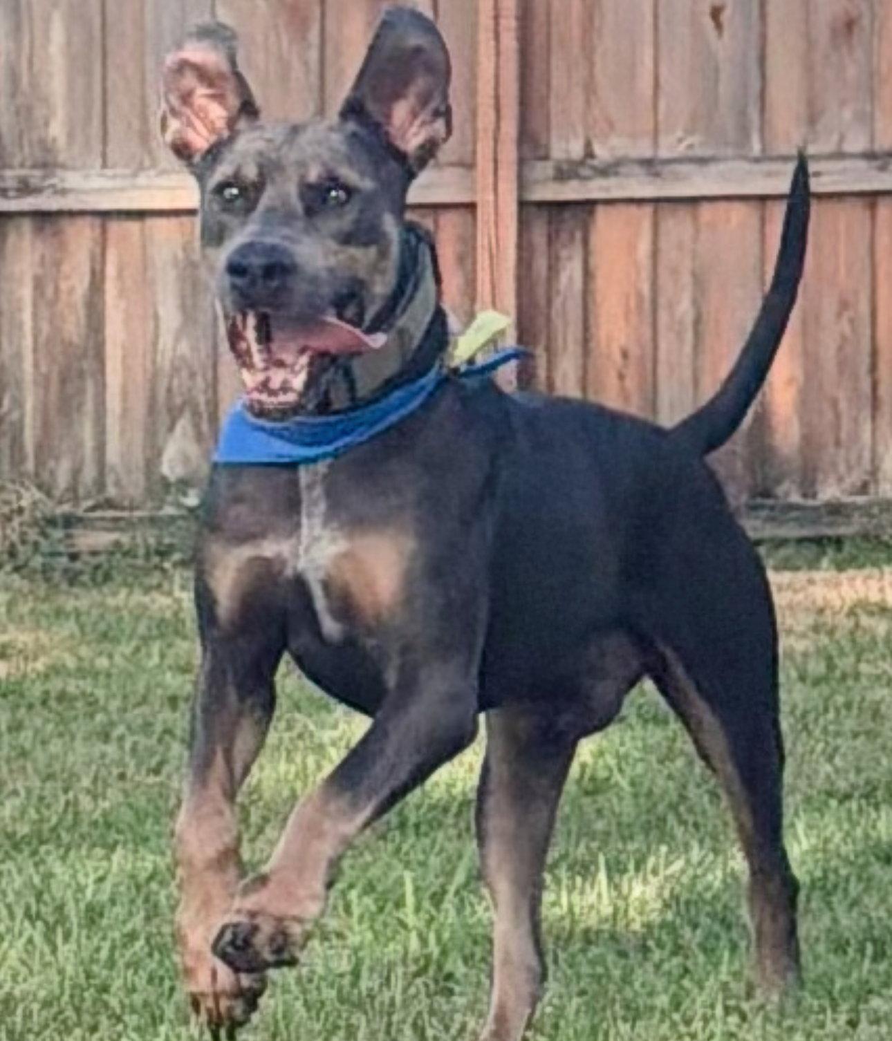 Enlarge Barron 3515, a Adoptable Doberman Pinscher in Oakland Park, FL image 1/3