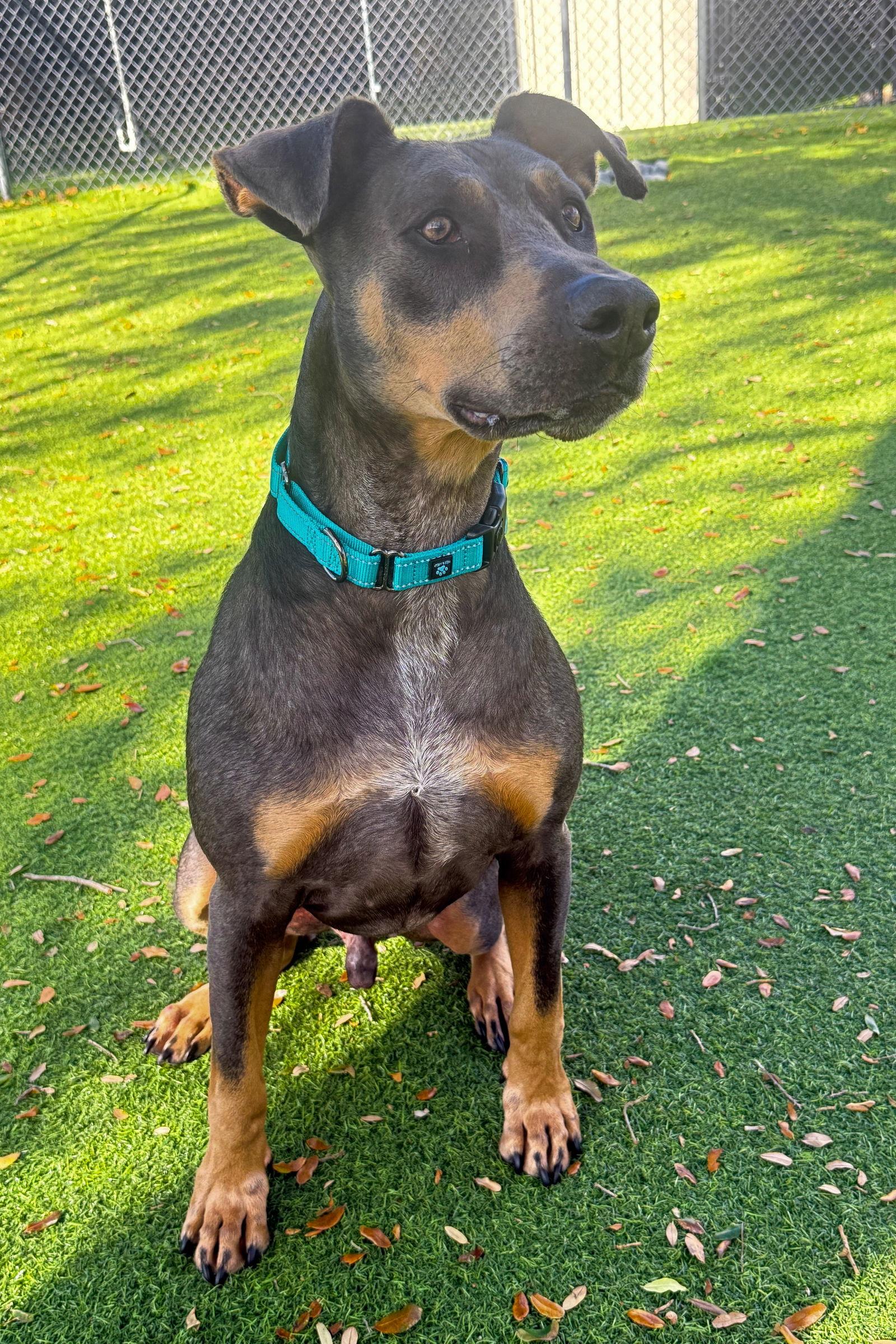 Enlarge Barron 3515, a Adoptable Doberman Pinscher in Oakland Park, FL image 1/3