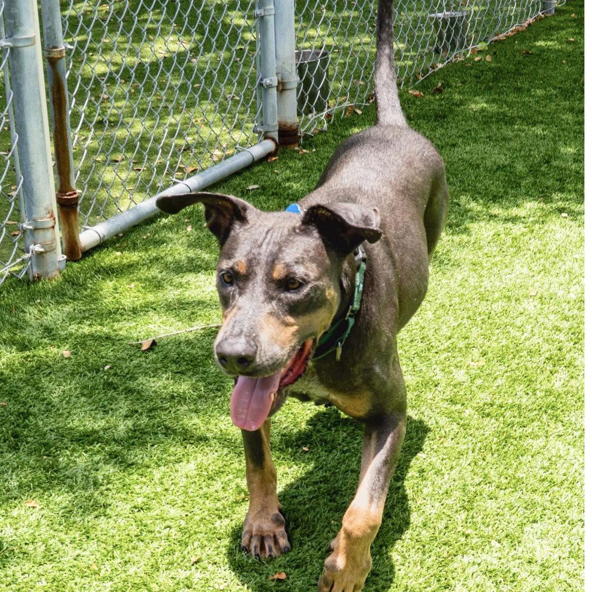 Baron 3515, Adoptable, Young Male Doberman Pinscher.