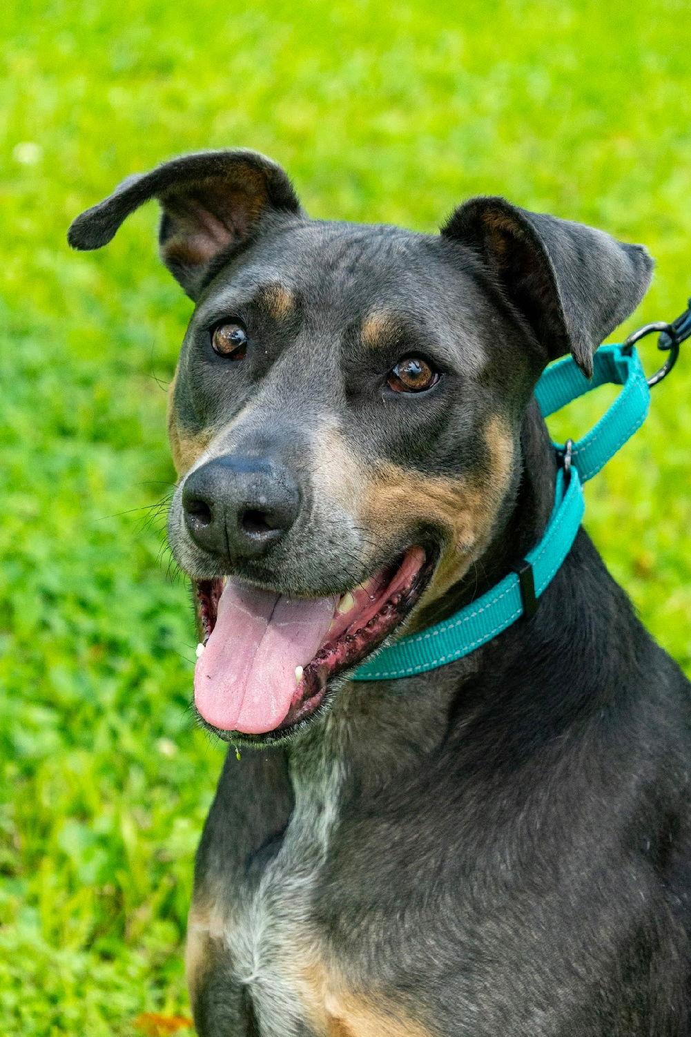 Enlarge Barron 3515, a Adoptable Doberman Pinscher in Oakland Park, FL image 1/3