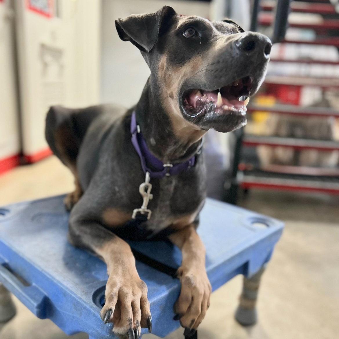 Enlarge Baron 3515, a Adoptable Doberman Pinscher in Oakland Park, FL image 1/3