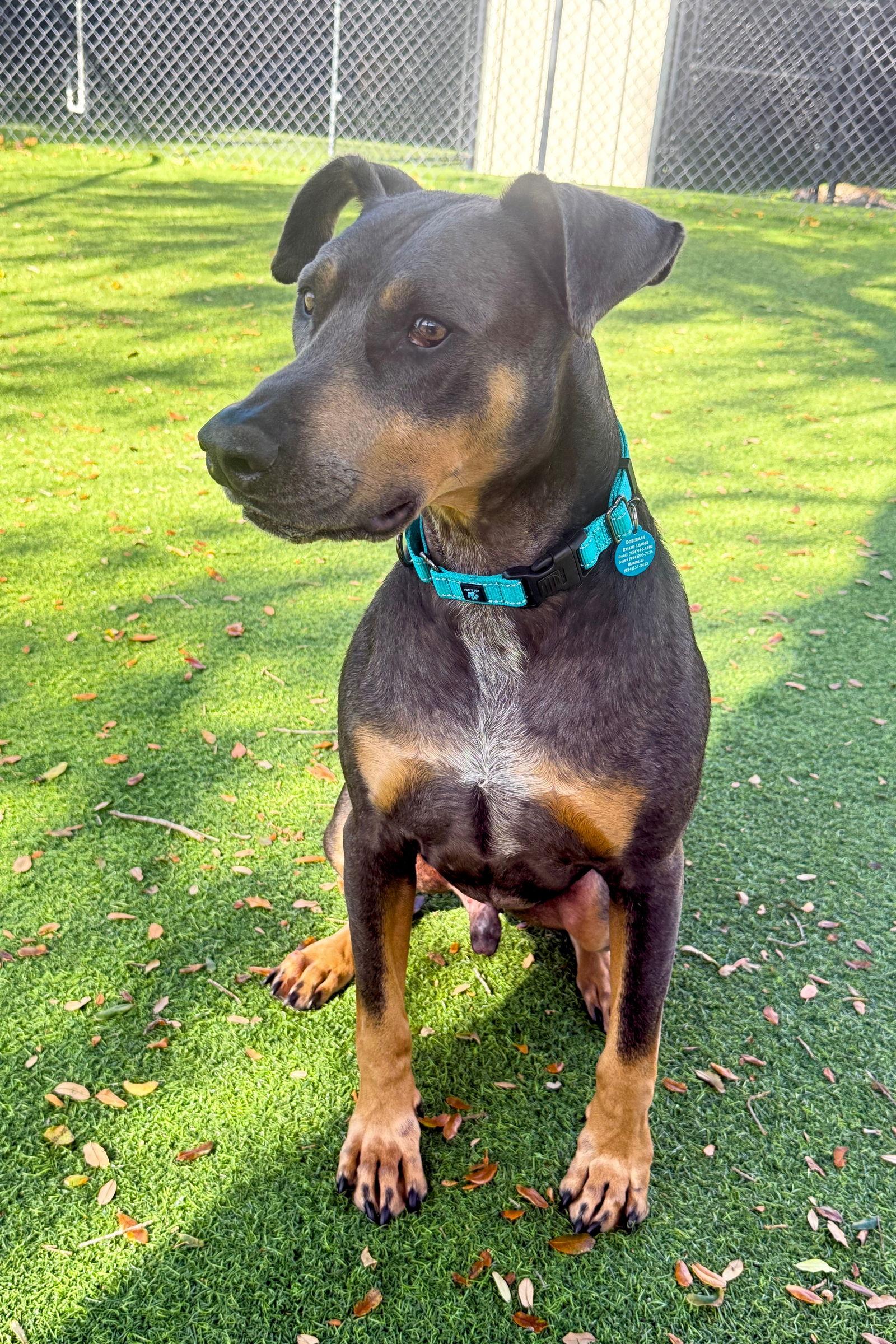 Enlarge Barron 3515, a Adoptable Doberman Pinscher in Oakland Park, FL image 2/3