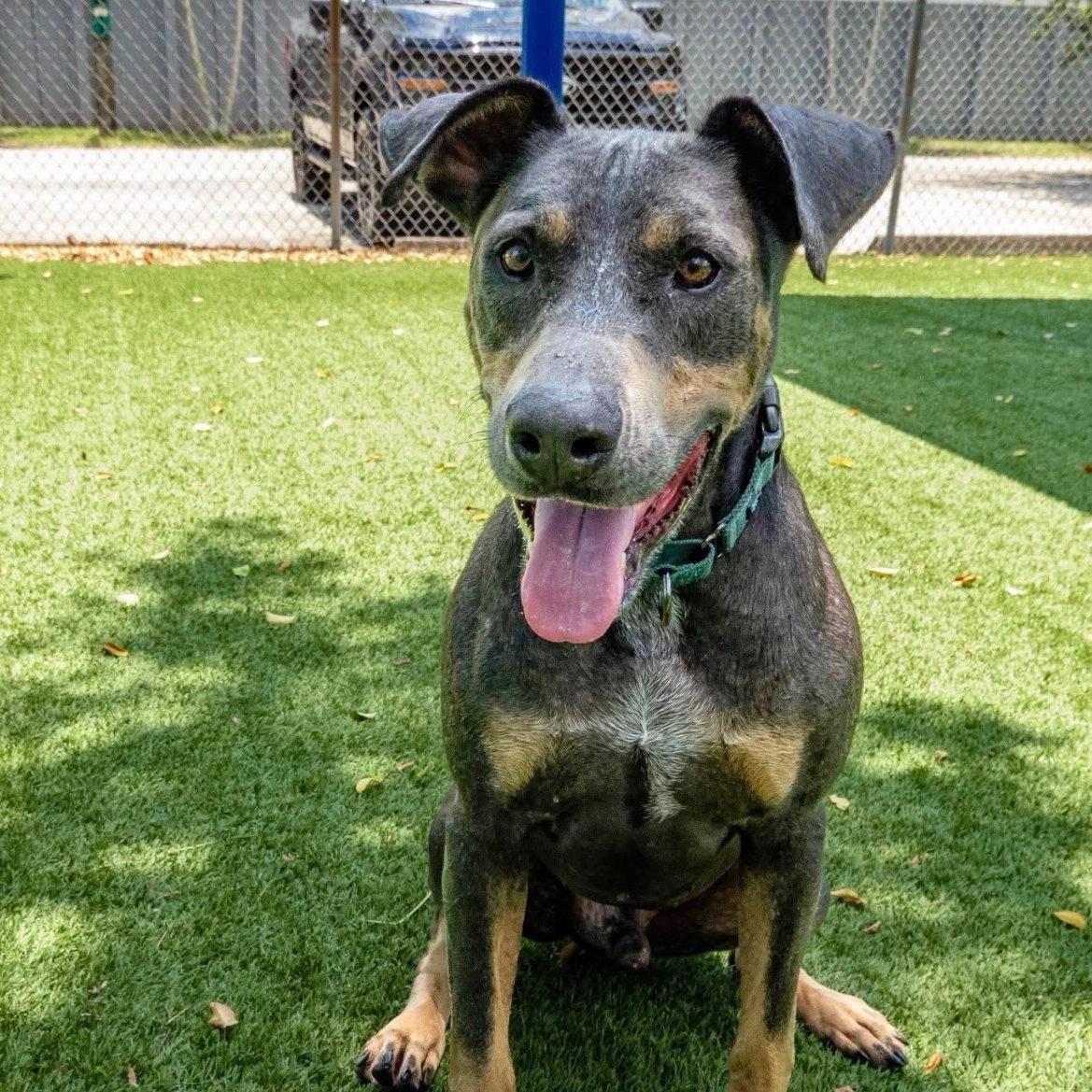 Baron 3515, a Adoptable Doberman Pinscher in Oakland Park, FL image 2/3