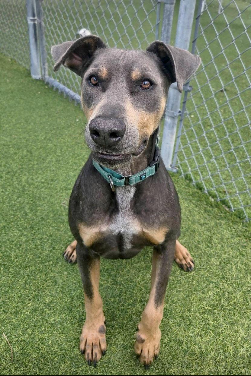 Enlarge Barron 3515, a Adoptable Doberman Pinscher in Oakland Park, FL image 1/3