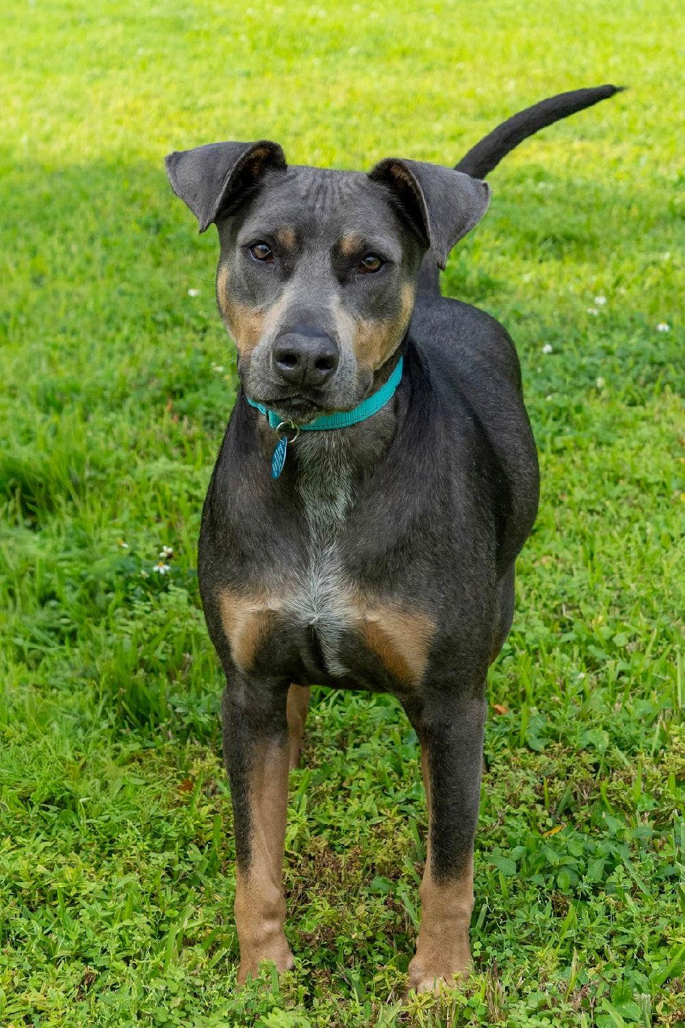 Enlarge Barron 3515, a Adoptable Doberman Pinscher in Oakland Park, FL image 2/3