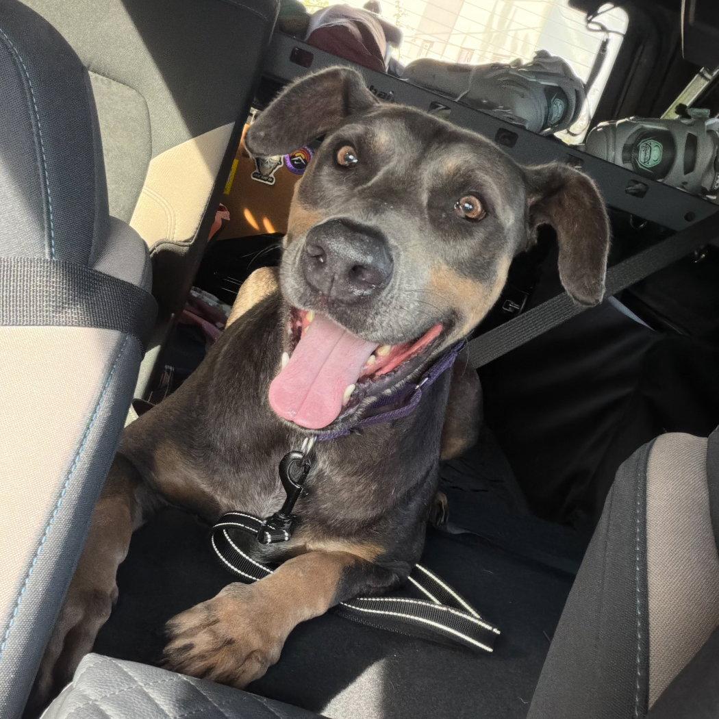 Enlarge Baron 3515, a Adoptable Doberman Pinscher in Oakland Park, FL image 2/3