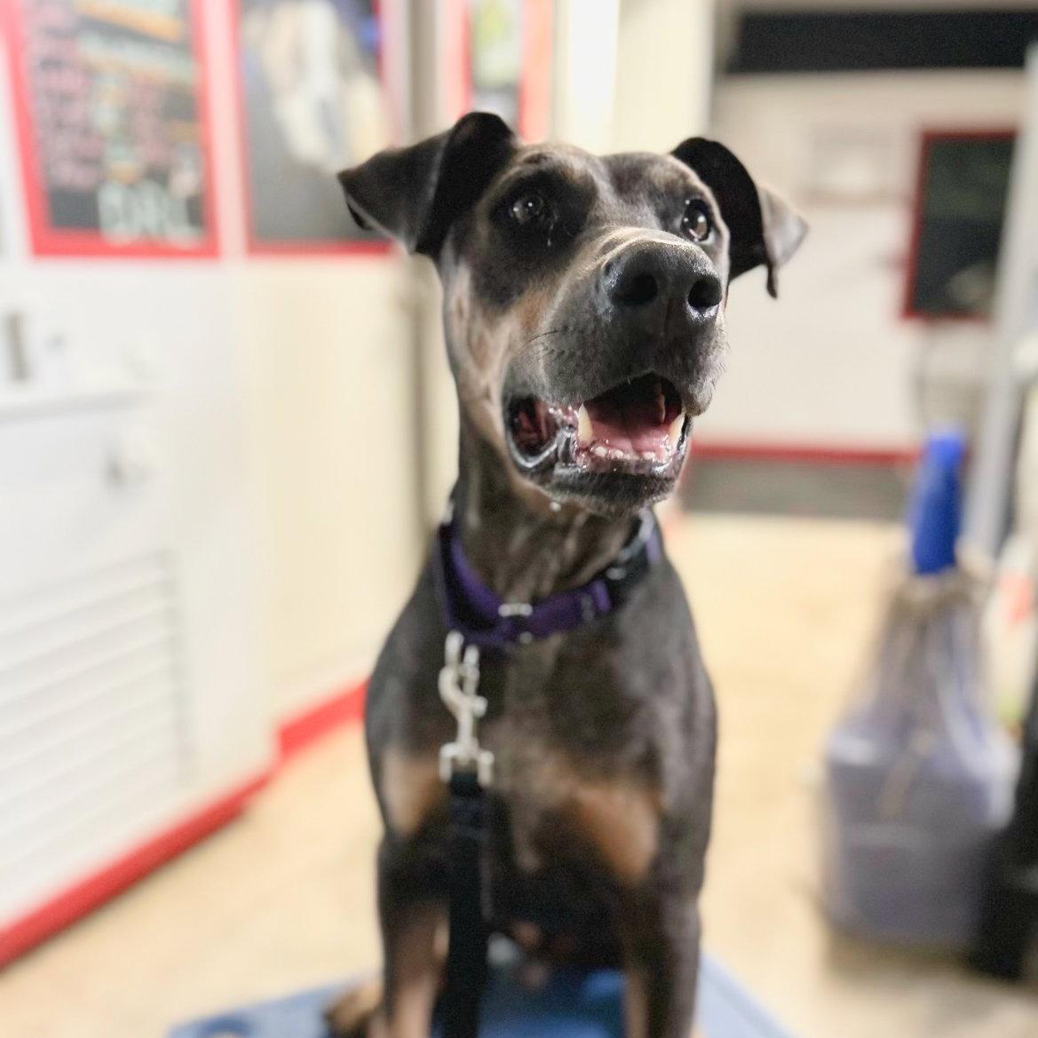 Enlarge Baron 3515, a Adoptable Doberman Pinscher in Oakland Park, FL image 3/3