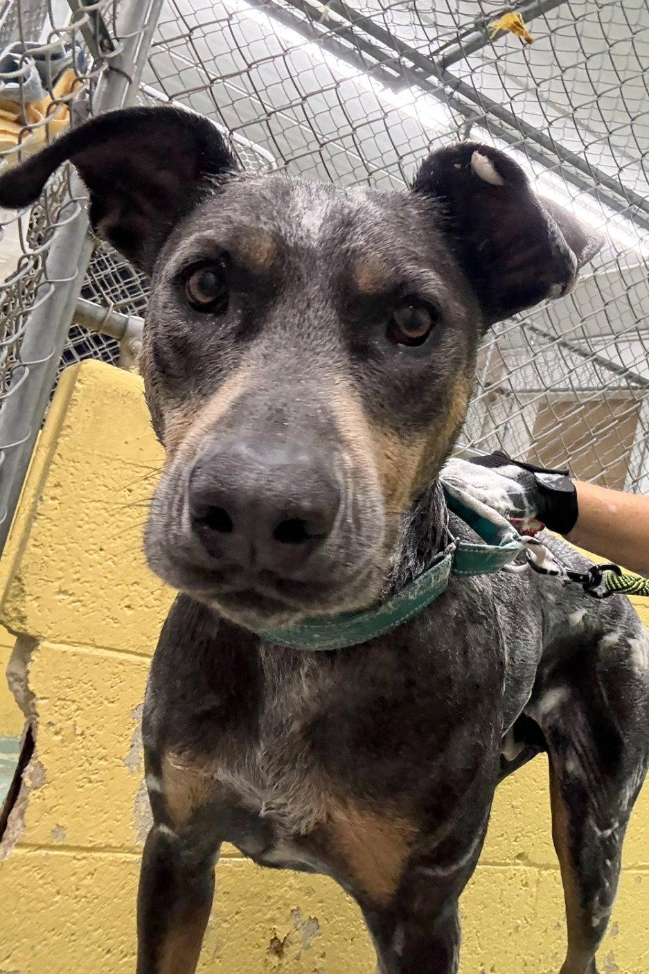 Enlarge Barron 3515, a Adoptable Doberman Pinscher in Oakland Park, FL image 3/3