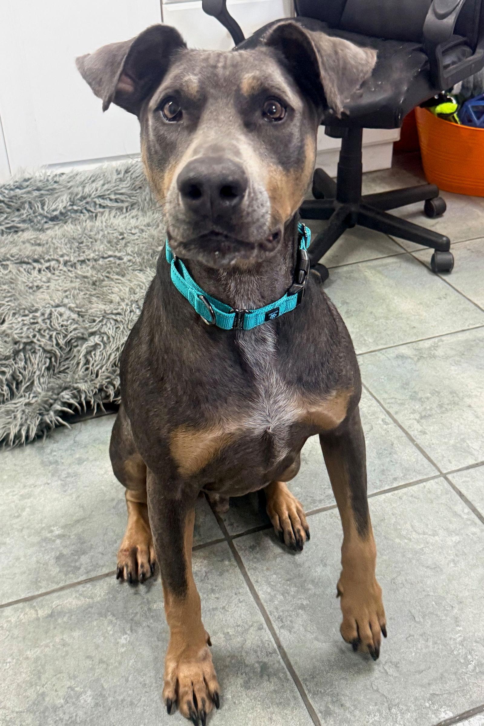 Enlarge Barron 3515, a Adoptable Doberman Pinscher in Oakland Park, FL image 3/3
