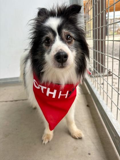 Koda