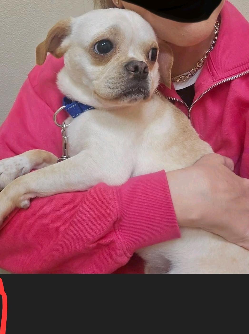 Enlarge David, a ADOPTABLE Puggle in Hamburg, NY image 6/6