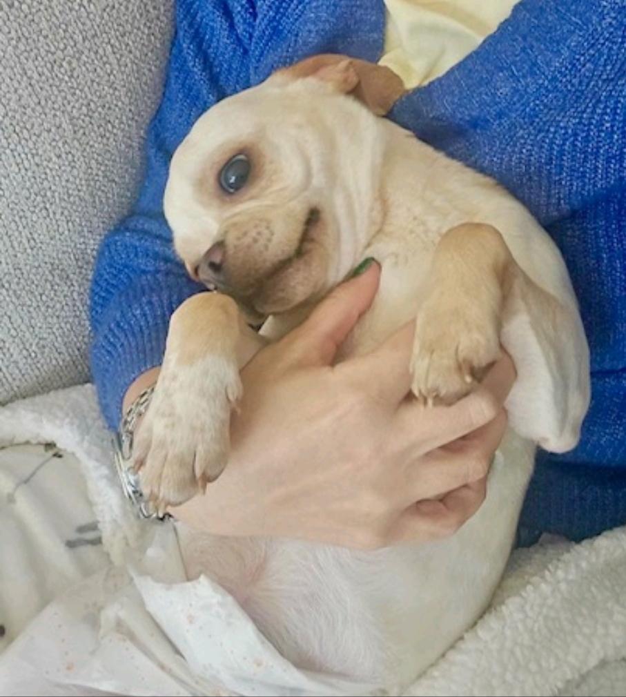 Enlarge David, a ADOPTABLE Puggle in Hamburg, NY image 5/6