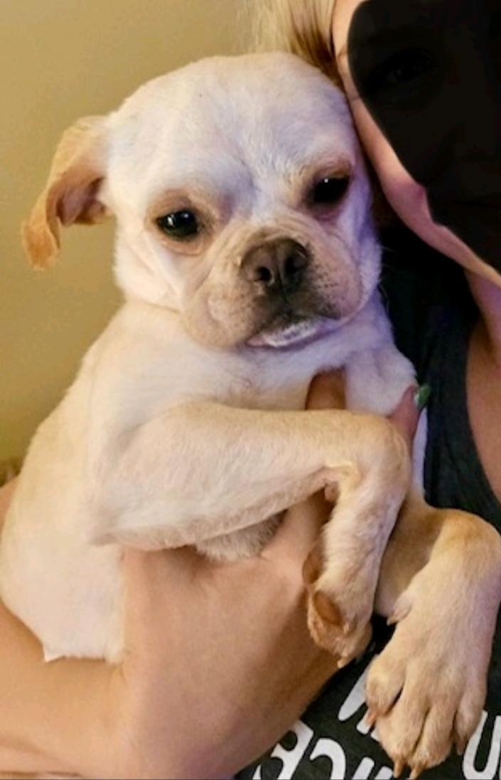 David-Puggle (pug/beagle), ADOPTABLE, Young Male Puggle & Pug.