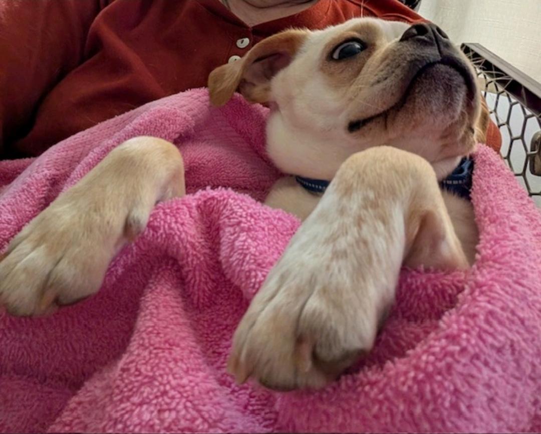 Enlarge David-Puggle (pug/beagle), a ADOPTABLE mixed breed in Hamburg, NY image 6/6