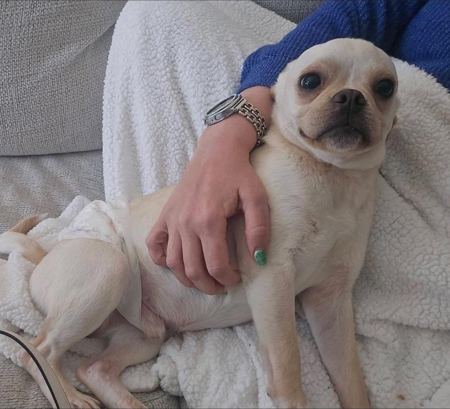 Enlarge David, a ADOPTABLE Puggle in Hamburg, NY image 3/6