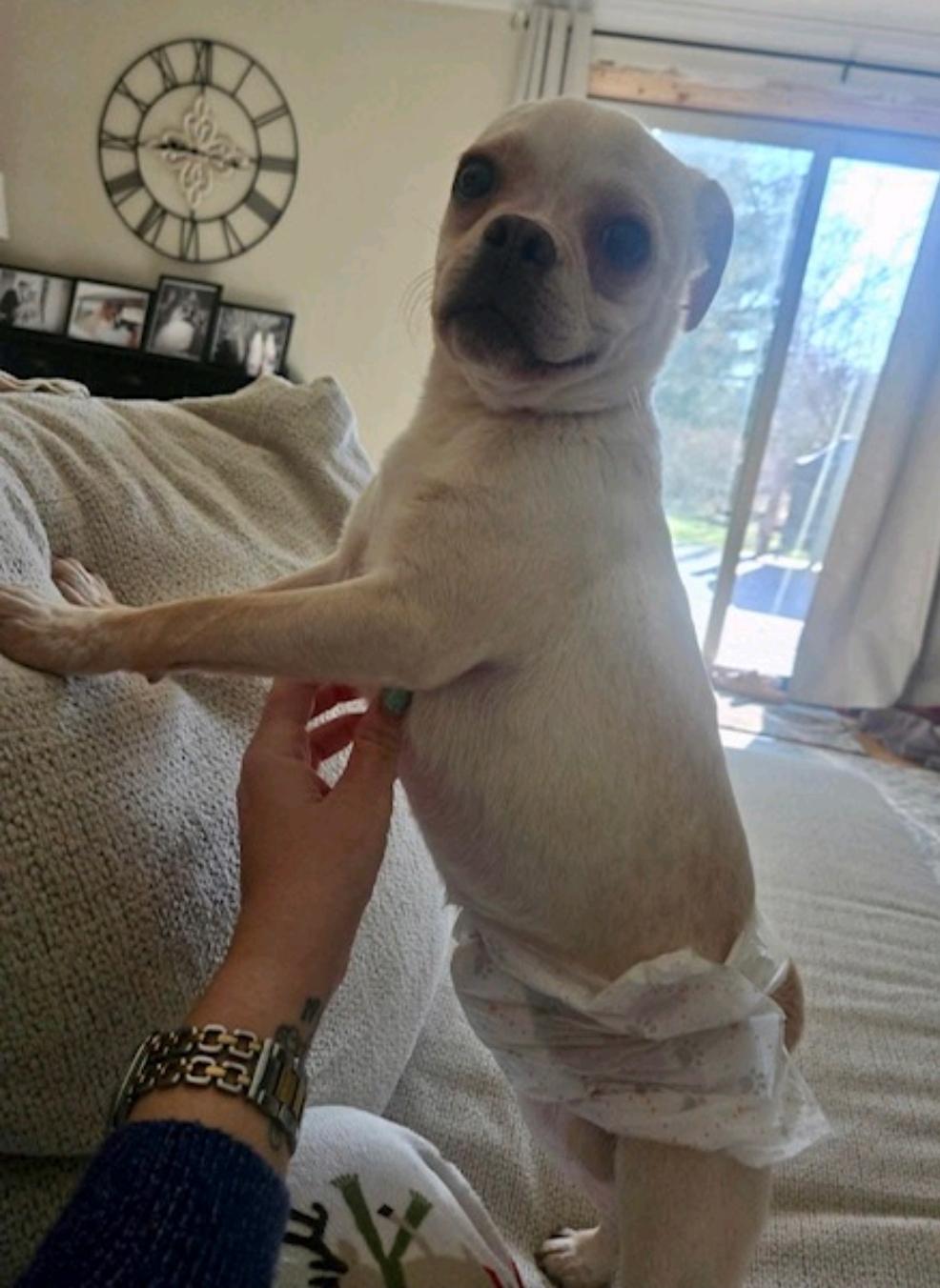 Enlarge David, a ADOPTABLE Puggle in Hamburg, NY image 2/6