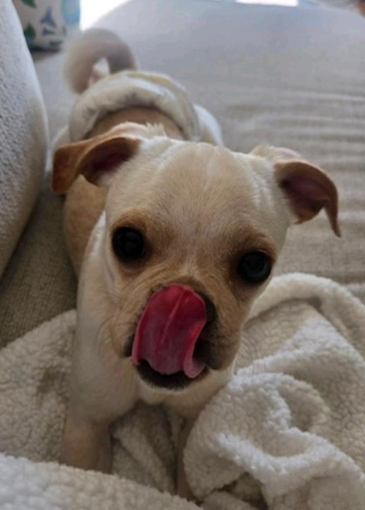 Enlarge David, a ADOPTABLE Puggle in Hamburg, NY image 1/6