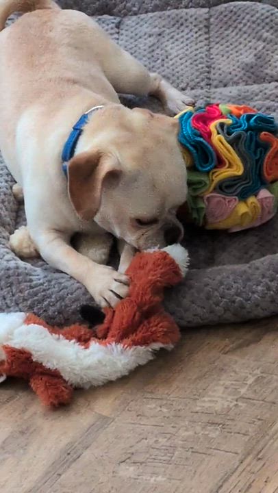 Enlarge David-Puggle (pug/beagle), a ADOPTABLE mixed breed in Hamburg, NY video 6/6