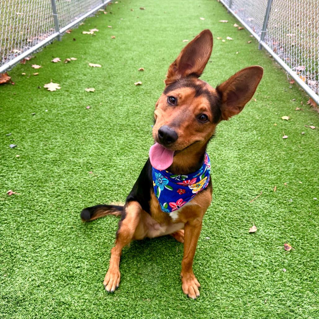 Enlarge Tres, a Adoptable mixed breed in Binghamton, NY image 1/6