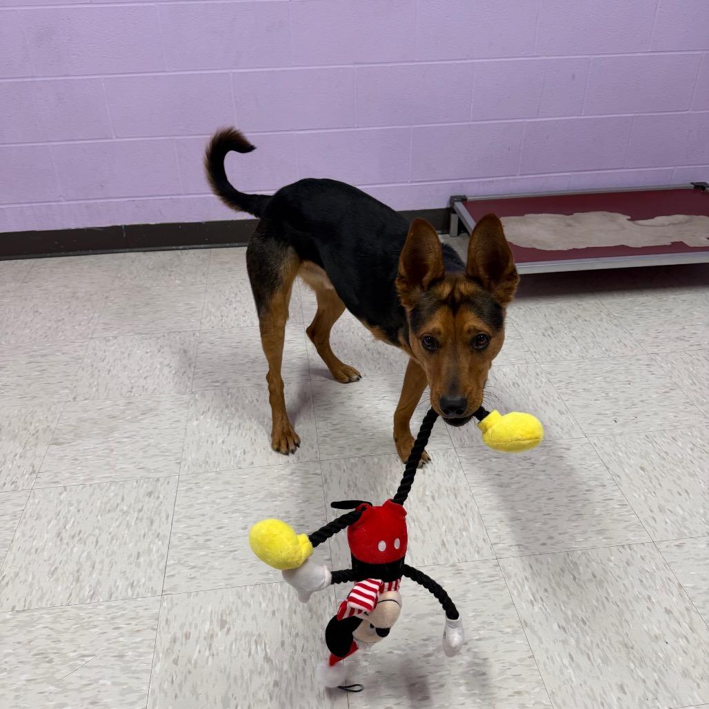 Enlarge Tres, a Adoptable mixed breed in Binghamton, NY image 2/6