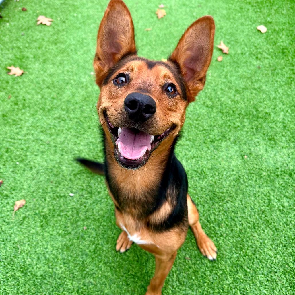 Enlarge Tres, a Adoptable mixed breed in Binghamton, NY image 3/6