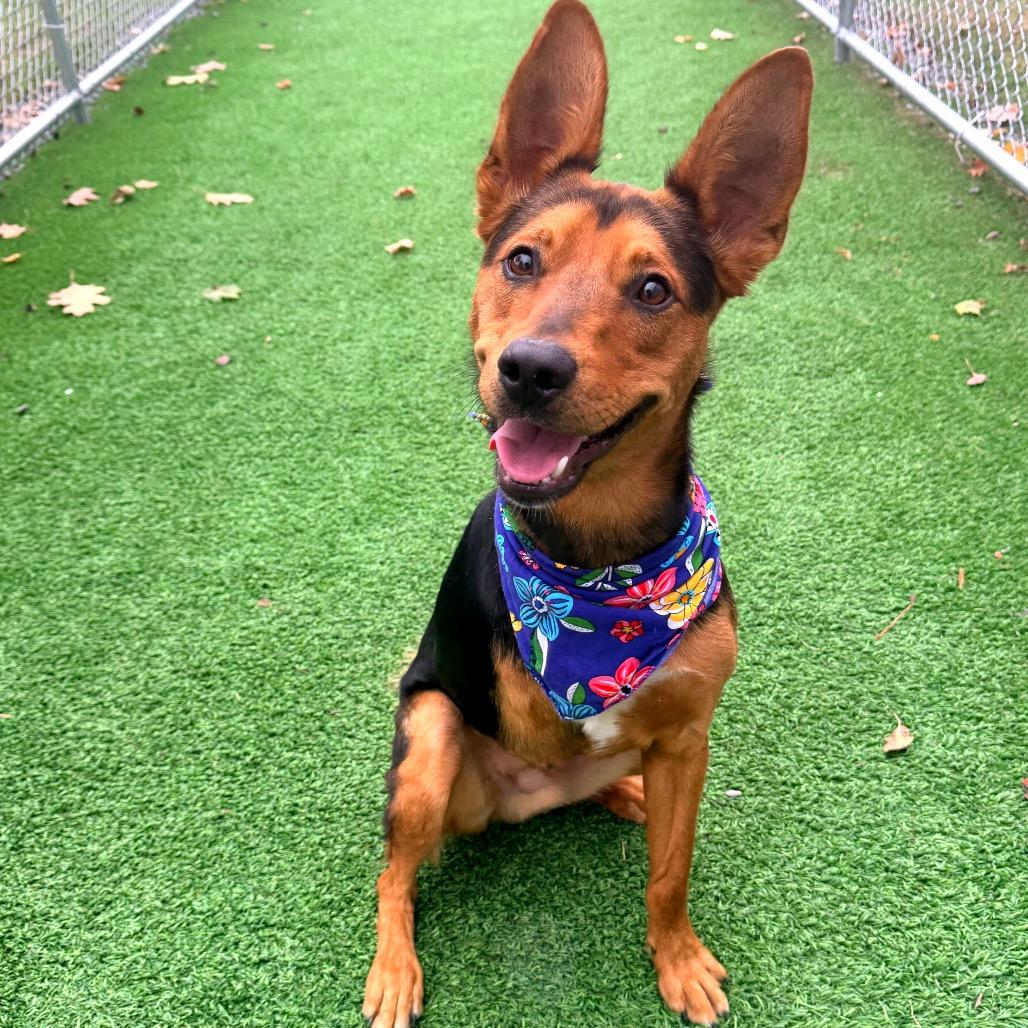 Enlarge Tres, a Adoptable mixed breed in Binghamton, NY image 4/6