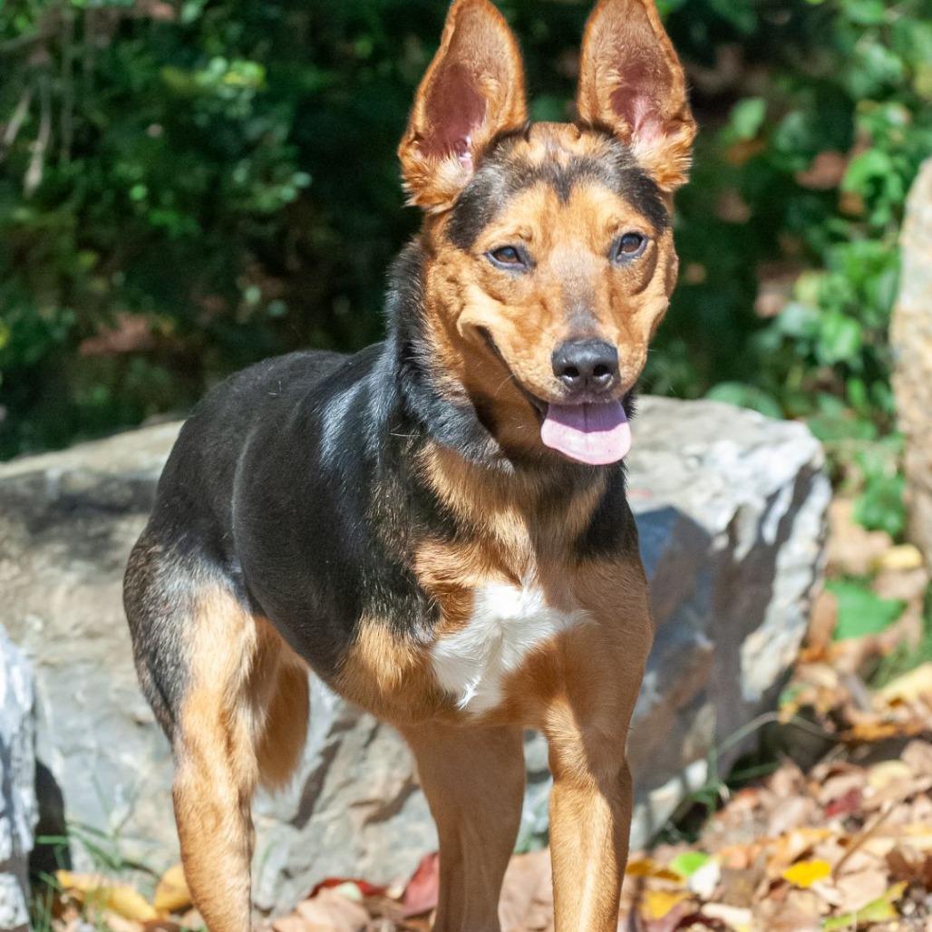Enlarge Tres, a Adoptable mixed breed in Binghamton, NY image 6/6