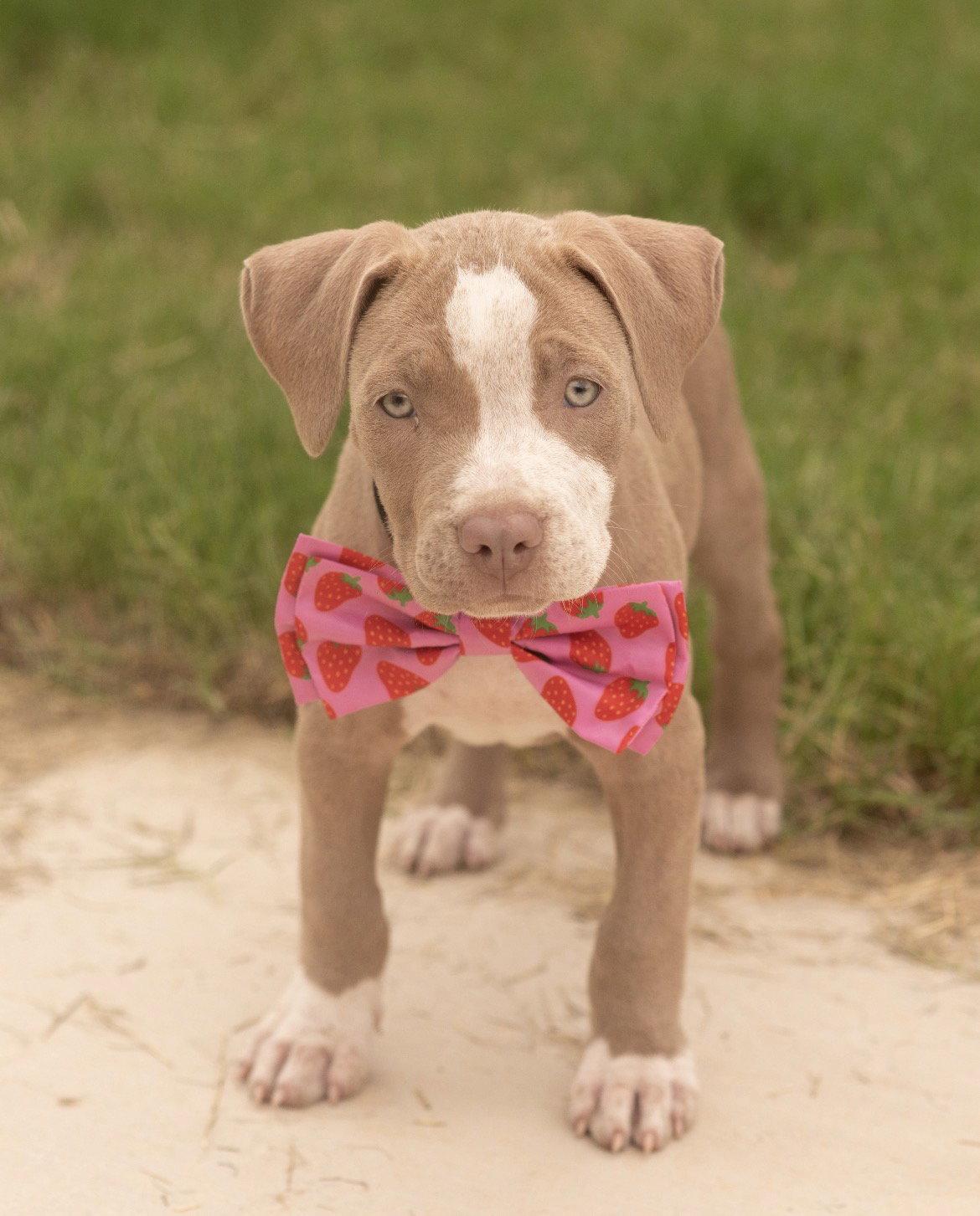 MISSY MAE, Adoptable, Puppy Female Terrier & Labrador Retriever.