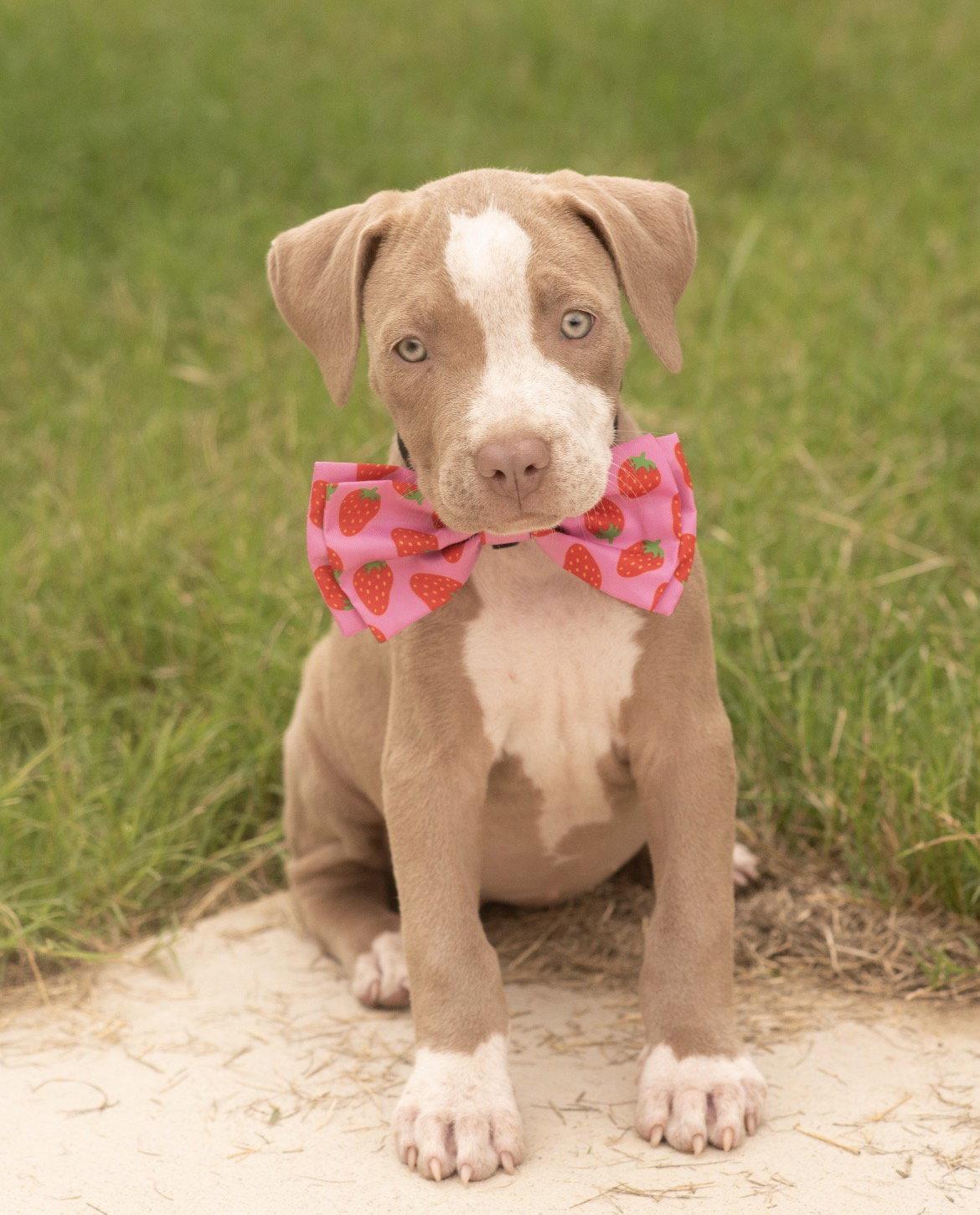 Enlarge MISSY MAE, a Adoptable mixed breed in Allentown, PA image 3/3