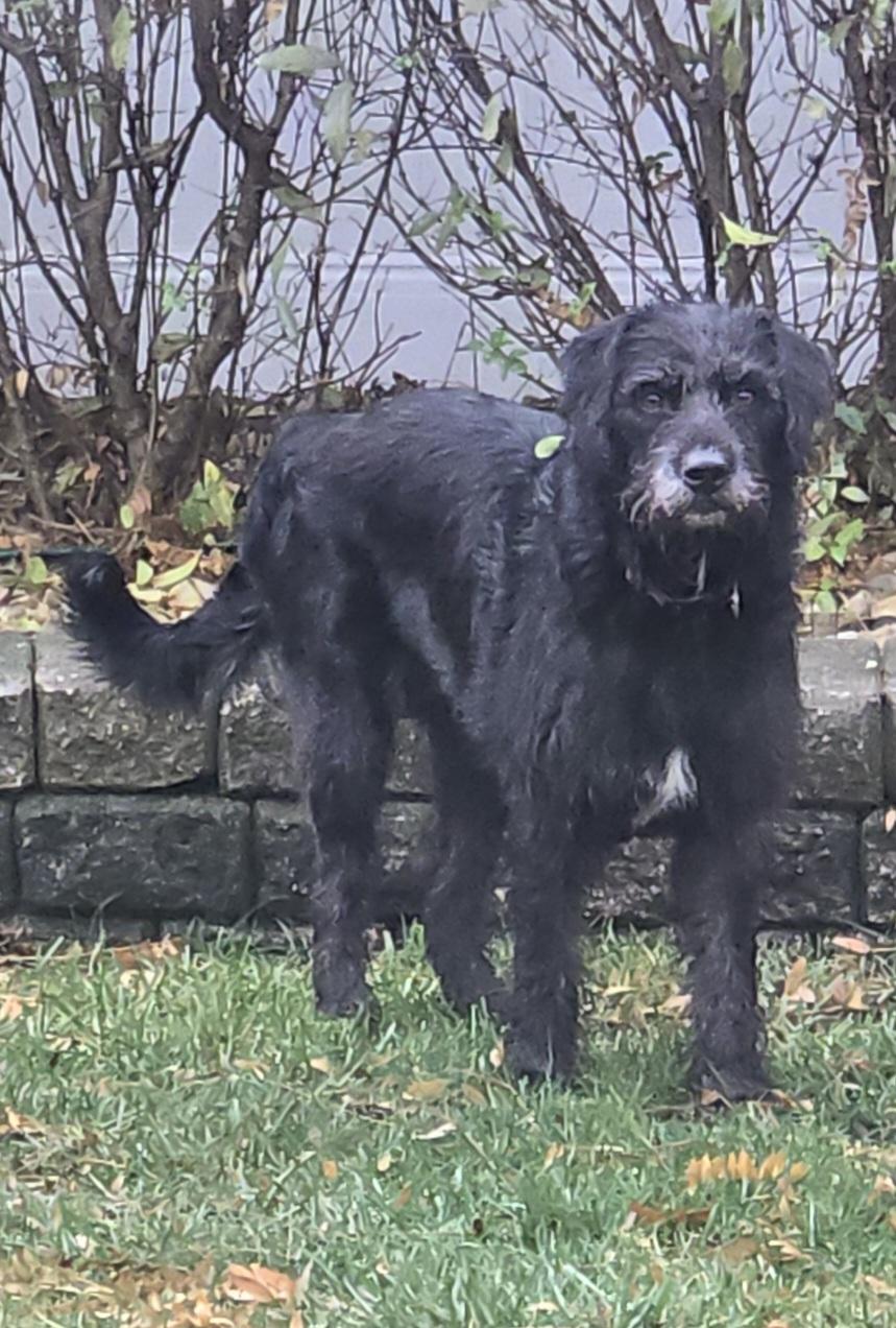 Rainbow 1530, Adoptable, Adult Female Schnauzer & Labrador Retriever.